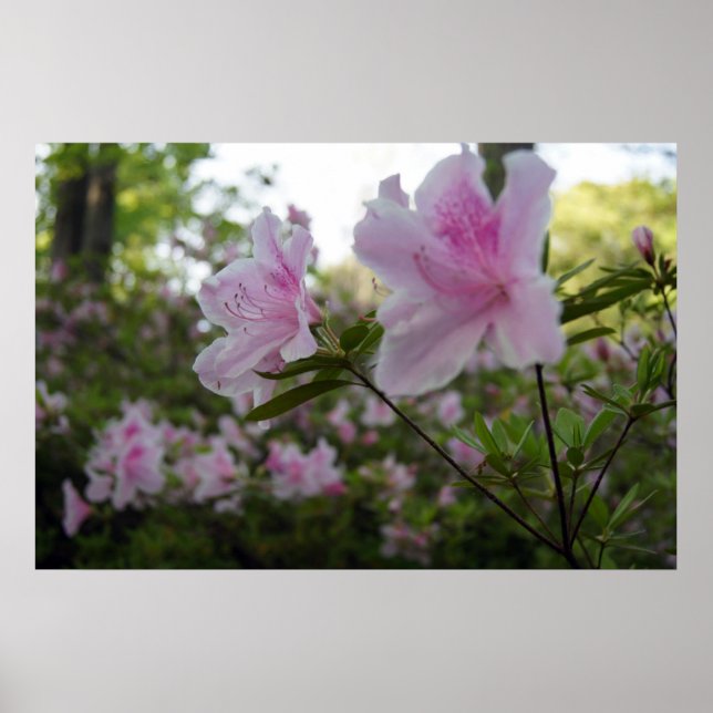 Beckoning Spring! Poster (Front)