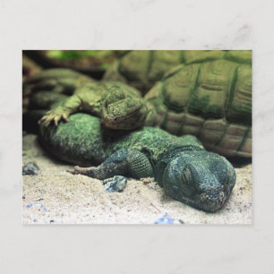 Bed Buddies Postcard