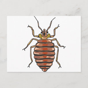 Bed Bug Sketch Postcard