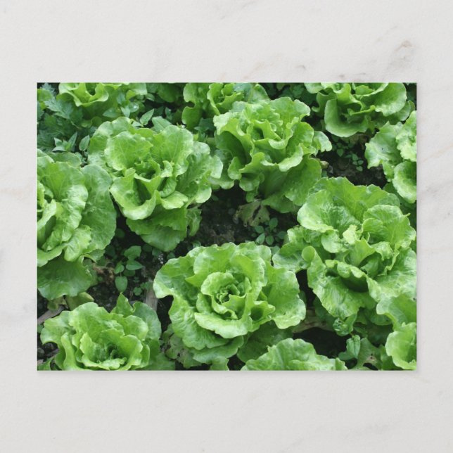 Bed of lettuce postcard (Front)