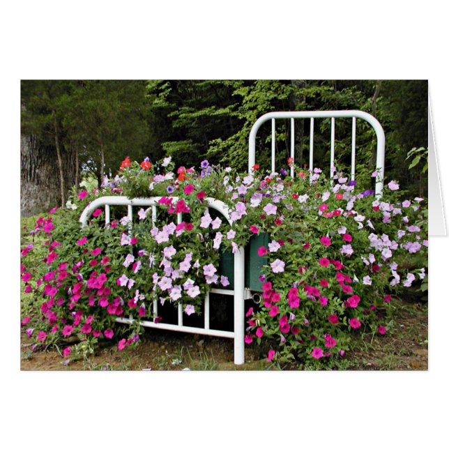 Bed of petunias (Front Horizontal)