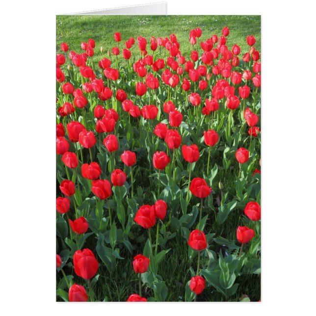 Bed of Red Tulips 01 (Front)