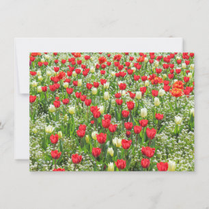 Bed of Tulips, Gorsedd Gardens, Cardiff, Wales. Card