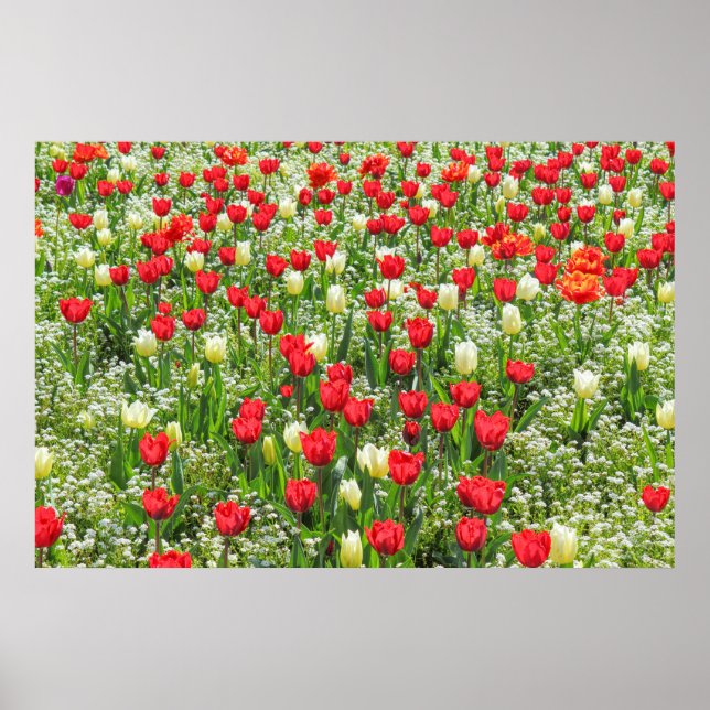 Bed of Tulips, Gorsedd Gardens, Cardiff, Wales. Poster (Front)