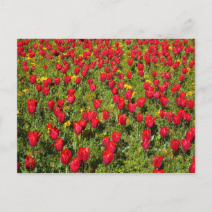 Bed of Tulips Postcard