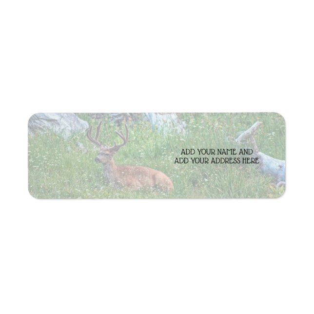 Bedded Buck (Front)