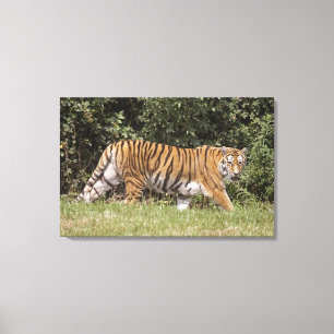 Bedfordshire, England 3 Canvas Print