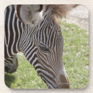 Bedfordshire, England Coaster