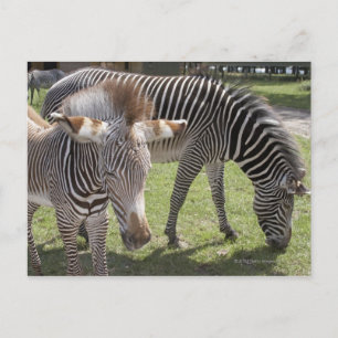 Bedfordshire, England Postcard