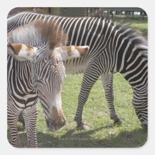 Bedfordshire, England Square Sticker