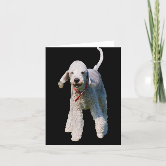 Bedlington Terrier dog photo blank greetings card (Front)