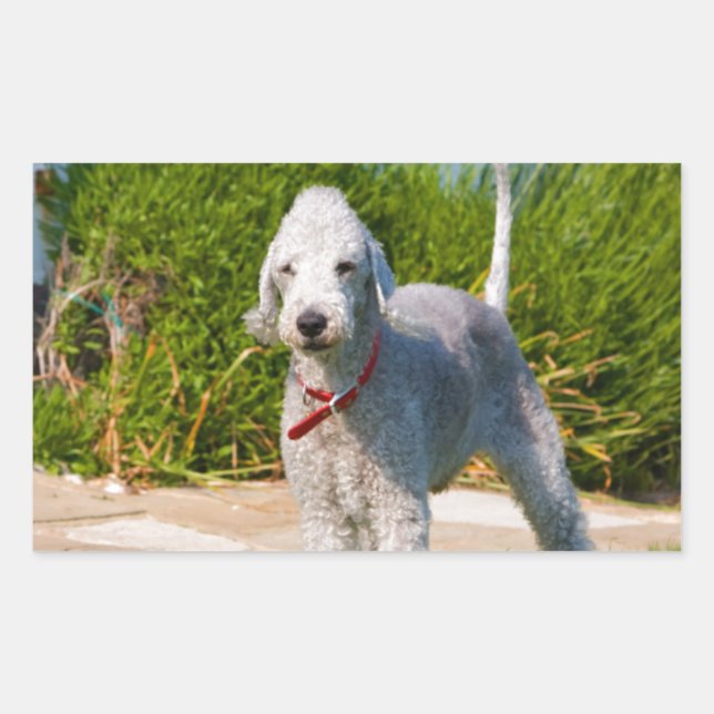 bedlington-terrier-full.png rectangular sticker (Front)