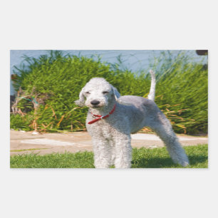 bedlington-terrier-full.png rectangular sticker