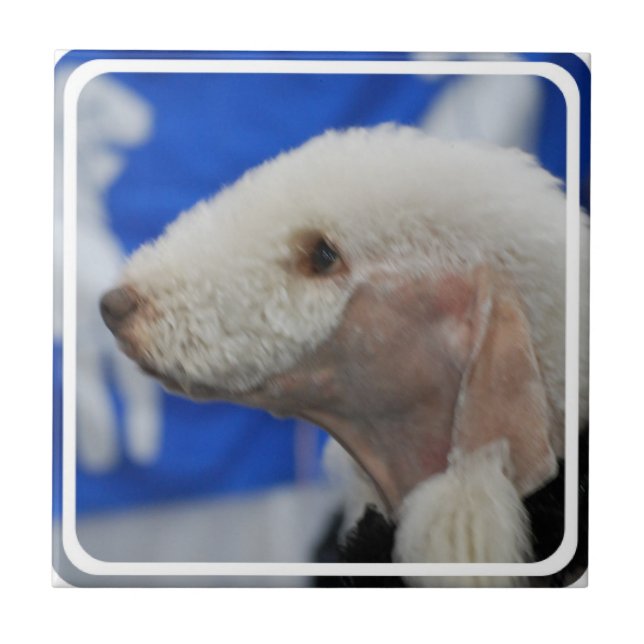 Bedlington Terrier Tile (Front)