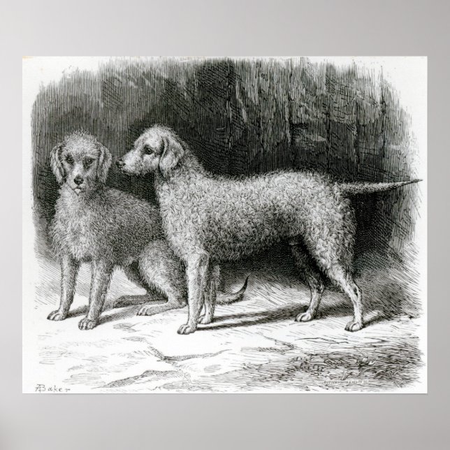 Bedlington Terriers- Mr. F. Armstrong's Poster (Front)