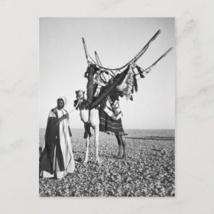Bedouin man and camel, Syria Postcard