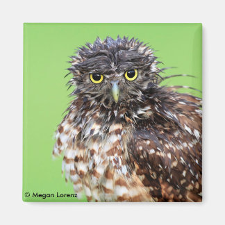 Bedraggled Owl Magnet