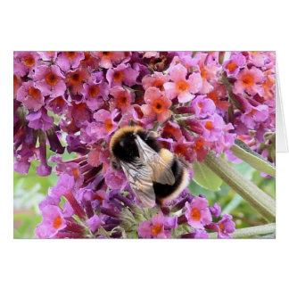 Bee and buddleia