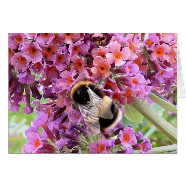Bee and buddleia (Front Horizontal)