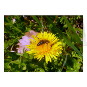 Bee and dandelion