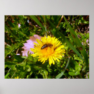 Bee and dandelion poster