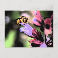 Bee and Flower pccna