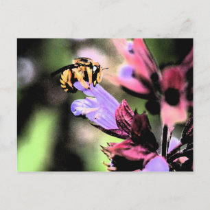 Bee and Flower pccna Postcard