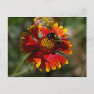 Bee and Flower Postcard