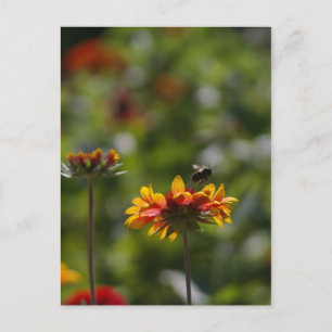 Bee and Flower Postcard