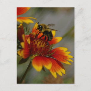 Bee and Flower Postcard