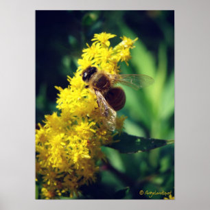 Bee and Goldenrod Poster