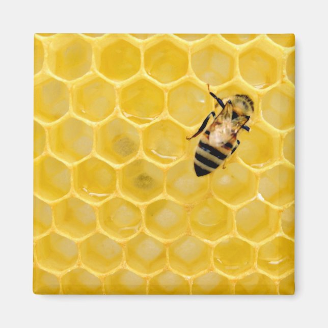 bee and honeycomb magnet (Front)