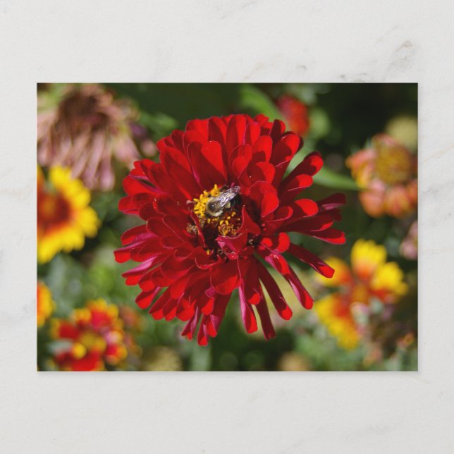 Bee and Red Zinnia postcard (Front)