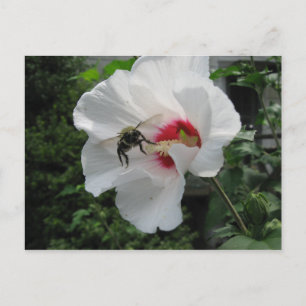 Bee and Rose of Sharon Postcard