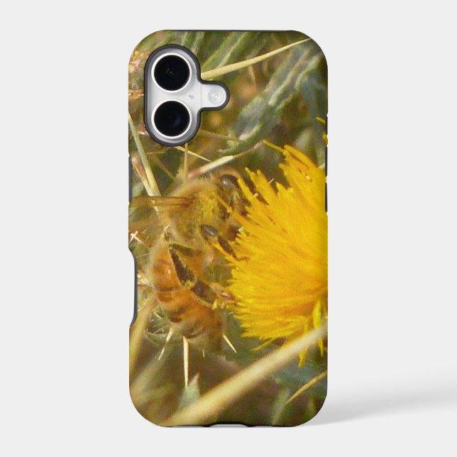 Bee and Star Thistle (Centaurea solstitialis) (Back)