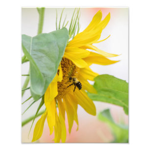 Bee And Sunflower Photo Print