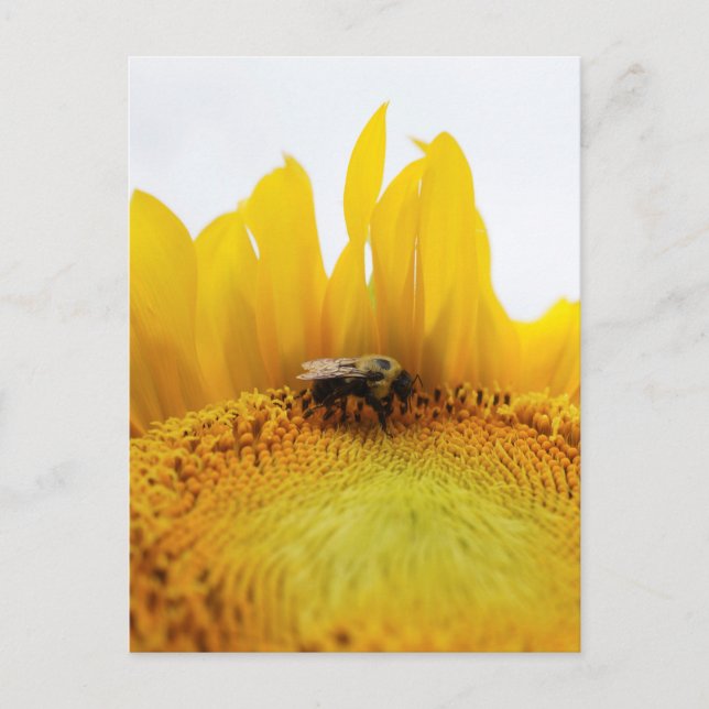 Bee and Sunflower Postcard (Front)