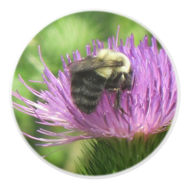 Bee and Thistle Ceramic Knob (Front)