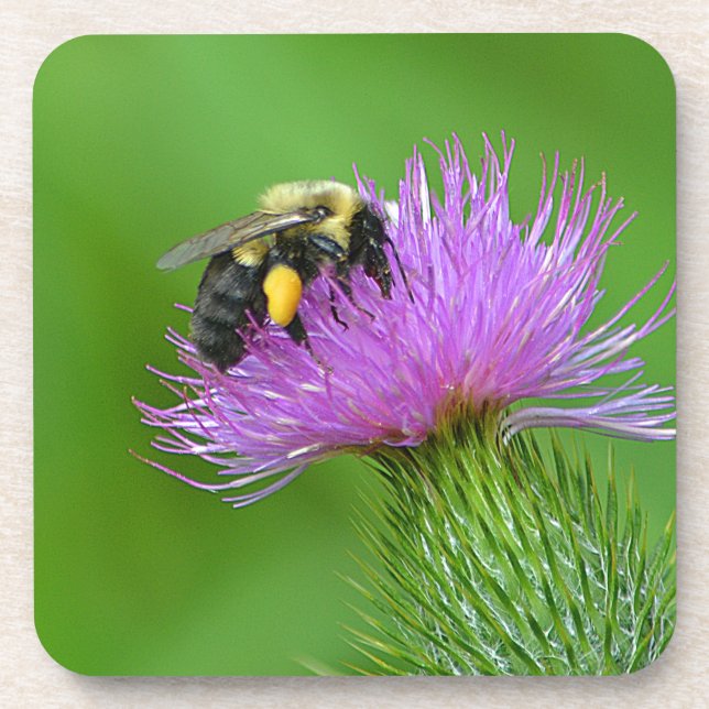 Bee And Thistle Coaster (Front)