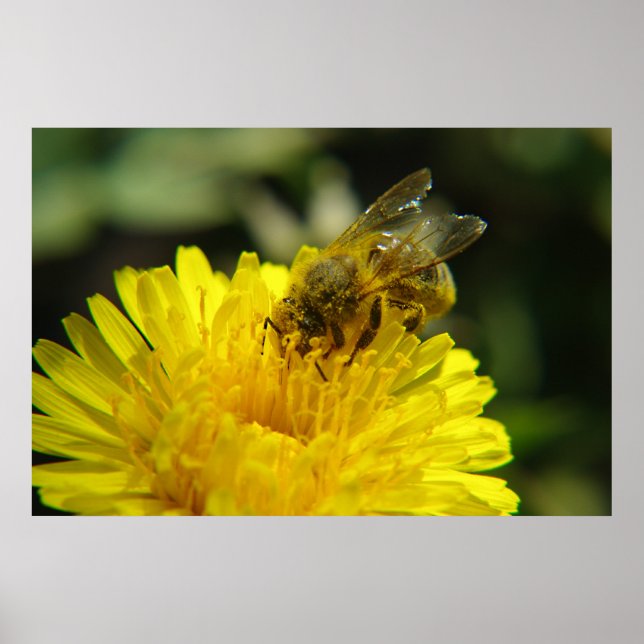 Bee at Work Poster (Front)