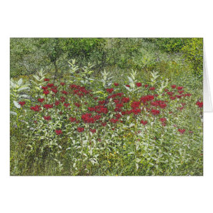 Bee Balm (Bergamont) in August