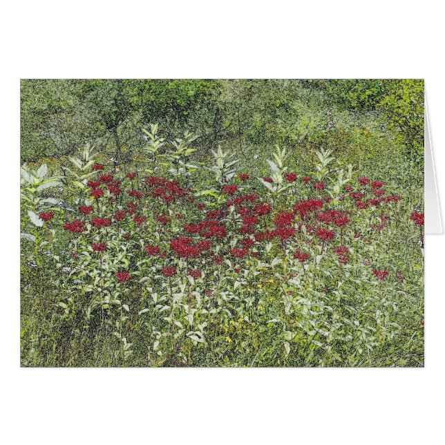 Bee Balm (Bergamont) in August (Front Horizontal)