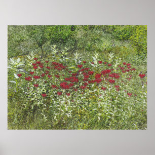 Bee Balm (Bergamont) in August Poster