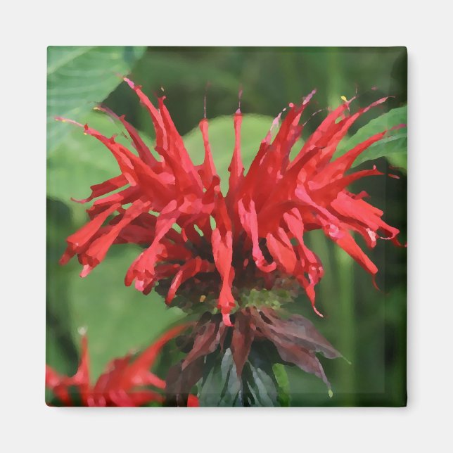 Bee Balm Magnet (Front)