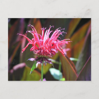 Bee Balm Postcard