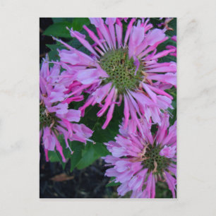 Bee Balm Postcard