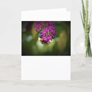 Bee, card