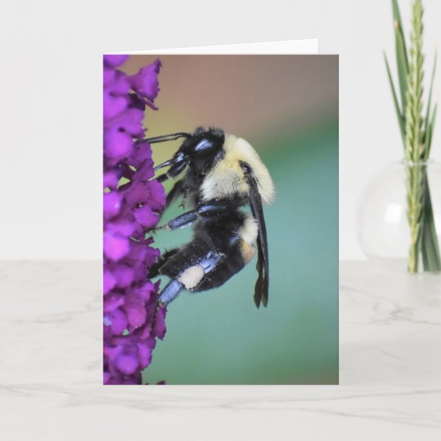 Bee, card (Front)