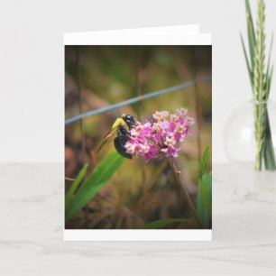 Bee, card