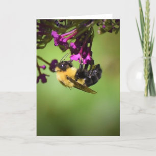 Bee, card